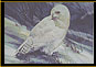 "Snowy Owl"