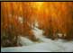"Amber Light"